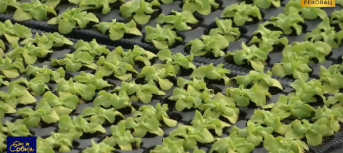 Емисија о нашој школи на РТС