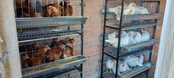 Коке носиље на школској економији