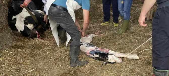 Тељење јунице на школској економији ФОТО Тељење јунице на школској економији ФОТО