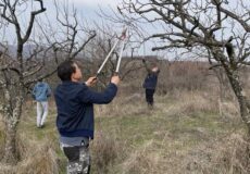 Резидба воћака у школском воћњаку