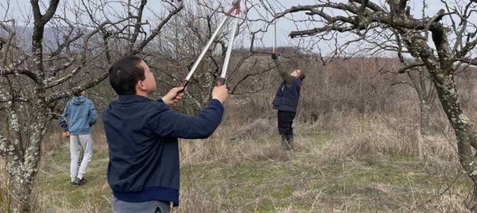Резидба воћака у школском воћњаку