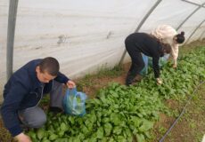 Пролећни радови на школској економији